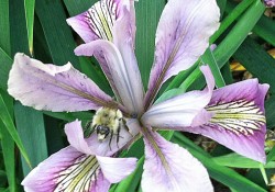 Iris tenax (tough-leaf iris) Iris tenax (tough-leaf iris)