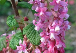 1 - Ribes sanguineum (red-flowering currant) Ribes sanguineum (red-flowering currant)