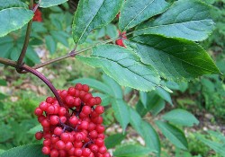 1 - Sambucas racemosa berries (red elderberry) Sambucas racemosa berries (red elderberry)