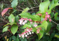 1 - Gaultheria shallon (salal) Gaultheria shallon (salal)