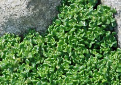 1 - Sedum oreganum (Oregon stonecrop) Sedum oreganum (Oregon stonecrop)