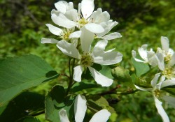 1 - Amelanchier alnifolia (serviceberry) Amelanchier alnifolia (serviceberry)