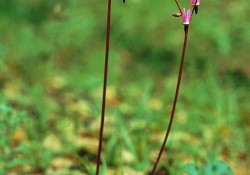 Dodecatheon hendersonii (Henderson's shooting star) Dodecatheon hendersonii (Henderson's shooting star)