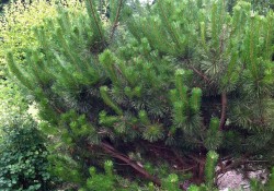 1 - Pinus contorta ssp. contorta (shore pine) Pinus contorta ssp. contorta (shore pine)