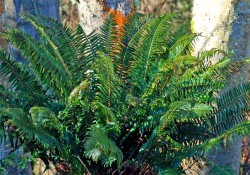 Polystichum munitum (western sword fern) Polystichum munitum (western sword fern)