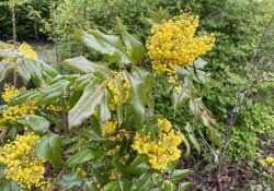 Mahonia aquifolium (tall Oregon grape) Mahonia aquifolium (tall Oregon grape)
