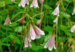 Linnaea borealis (twinflower) Linnaea borealis (twinflower)