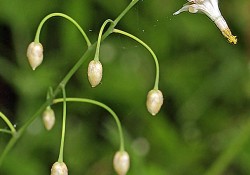 1 - <em>Vancouveria hexandra</em> (American barrenwort) <em>Vancouveria hexandra</em> (American barrenwort)