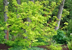 1 - Acer circinatum 'Pacific Fire' (vine maple) Acer circinatum 'Pacific Fire' (vine maple)