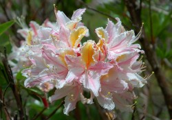 Rhododrendron occidentale (Western azalea) Rhododrendron occidentale (Western azalea)