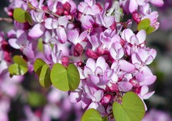 1 - Cercis orbiculata (Western redbud) Cercis orbiculata (Western redbud)