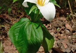 Trillium ovatum (western trillium) Trillium ovatum (western trillium)