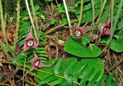 1 - Asarum caudatum (Western wild ginger) Asarum caudatum (Western wild ginger)