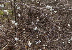 1 - Symphoricarpos albus (snowberry) White berries on bare branches.