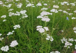 1 - Achillea millefolium (yarrow) Achillea millefolium (yarrow)