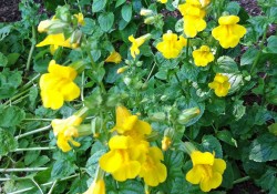 Mimulus guttatus (yellow monkeyflower) Mimulus guttatus (yellow monkeyflower)