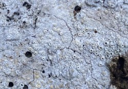 A crustose lichen A crustose lichen