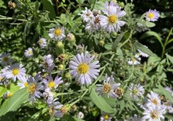 Pacific aster (Aster chilensis or Symphyotrichum chilensis) Pacific aster (Aster chilensis)