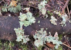 Ragbag lichen (<em>Platismatia glauca</em>) Ragbag lichen (<em>Platismatia glauca</em>)