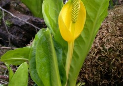 <em>Lysichiton americanus</em> (Western skunk cabbage) <em>Lysichiton americanus</em> (Western skunk cabbage)